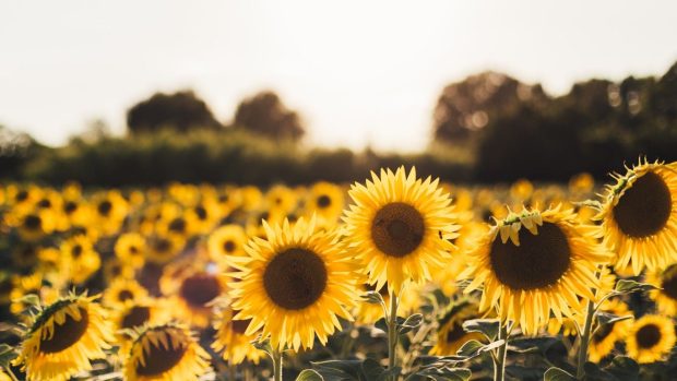 HD Background Cute Sunflower.