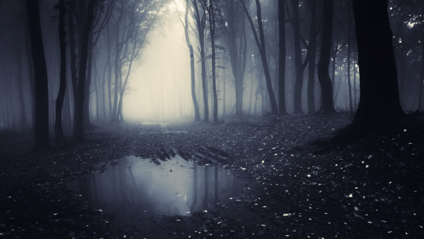 HD Background Dark Forest.