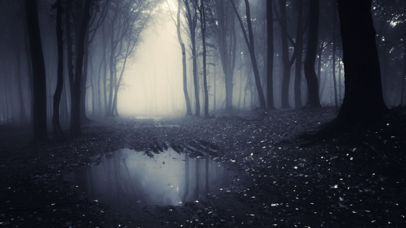 Dark Forest Backgrounds HD High Quality - PixelsTalk