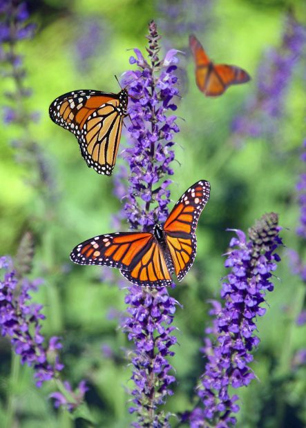 HD Backgrounds Aesthetic Butterfly.