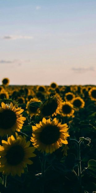 HD Backgrounds Aesthetic Sunflower.