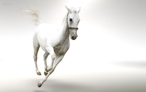 HD Backgrounds Cute White Horse.