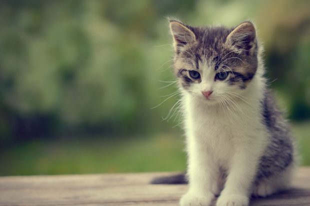 HD Cute Cat Wallpaper.