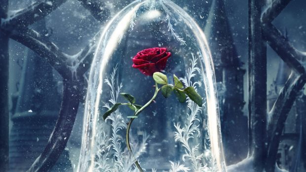HD Wallpaper 4K Rose Beauty And The Beast.