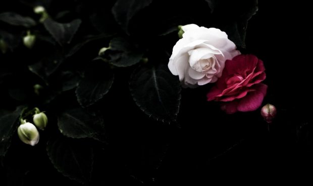 HD Wallpaper Aesthetic Rose.