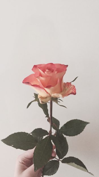 HD Wallpaper Aesthetic Rose.