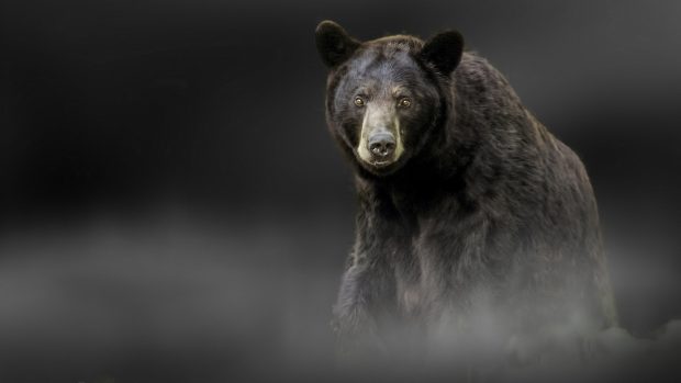 HD Wallpaper Bear.