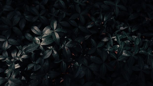 HD Wallpaper Black Aesthetic Dark Leaf.