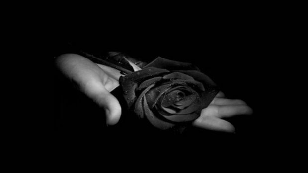 HD Wallpaper Black Rose.