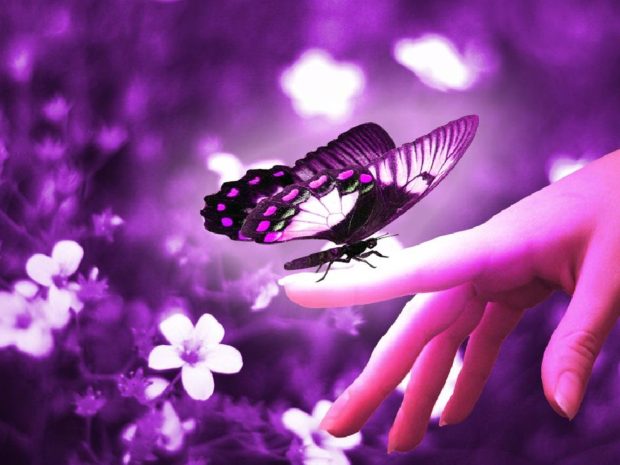 HD Wallpaper Butterflies.