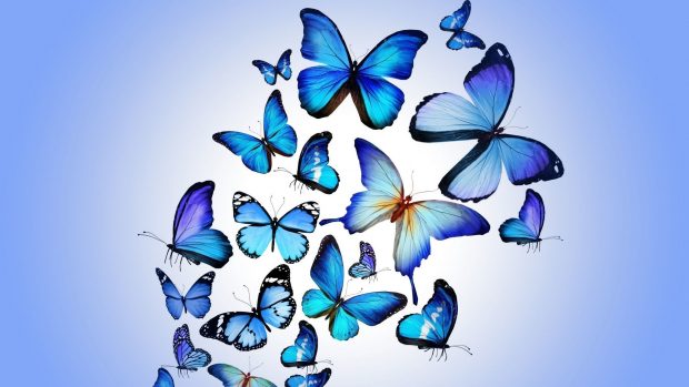 HD Wallpaper Butterfly Aesthetic.