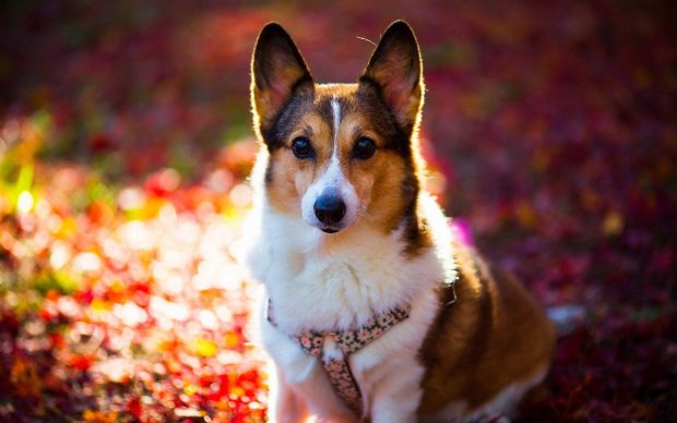 HD Wallpaper Corgi.