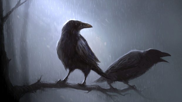 HD Wallpaper Crow.