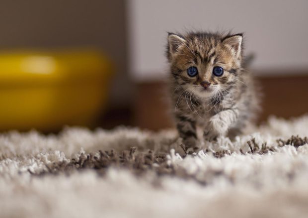HD Wallpaper Cute Cat.