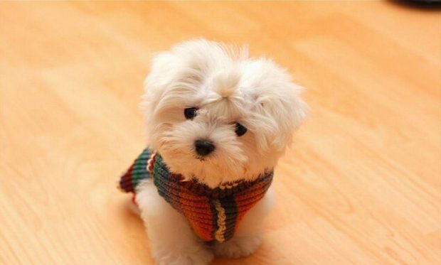 HD Wallpaper Cute Dog.