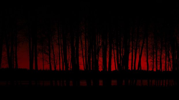 HD Wallpaper Dark Forest.