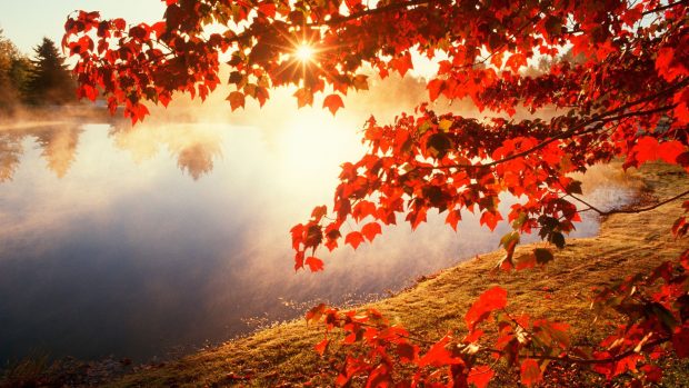 HD Wallpaper Fall Leaves.