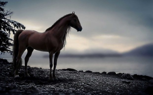 HD Wallpaper Horse.