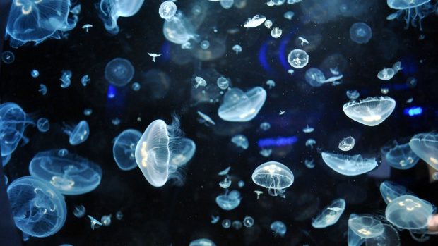 HD Wallpaper Jellyfish.