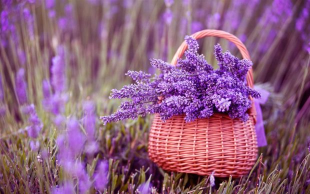 HD Wallpaper Lavender.