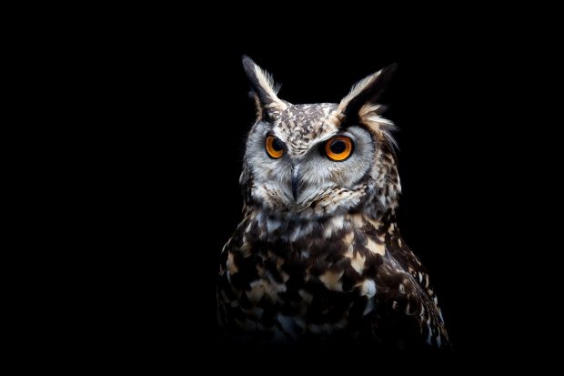 HD Wallpaper Owl.