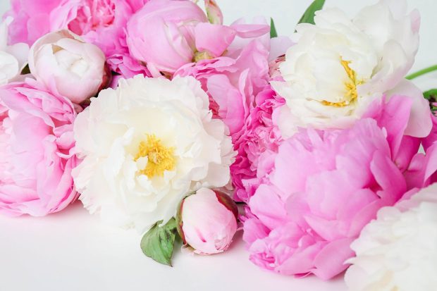 HD Wallpaper Peony.