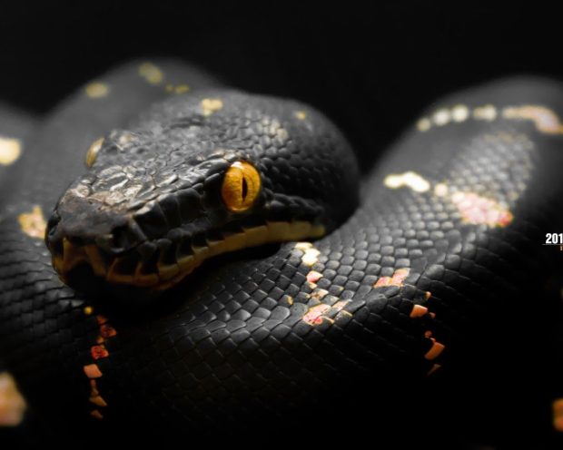 HD Wallpaper Snake.