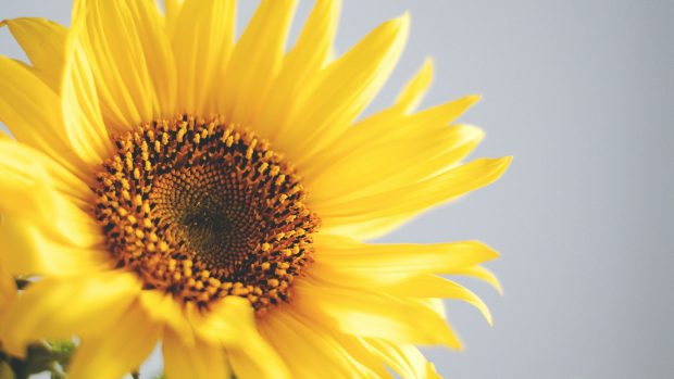 HD Wallpaper Sunflowers.