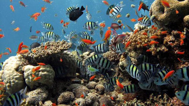 HD Wallpaper Underwater.