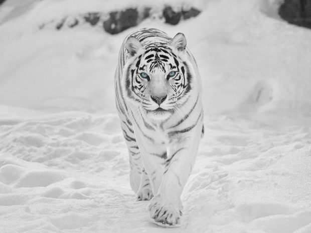 HD Wallpaper White Tiger.