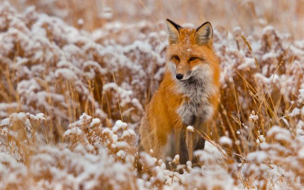 HD Wallpaper Winter Animal.