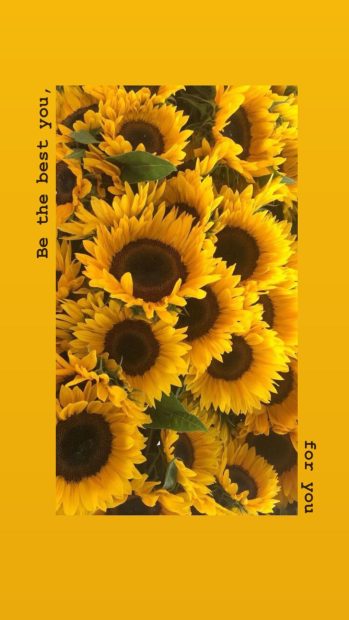 HD Wallpaper iPhone Aesthetic Sunflower.