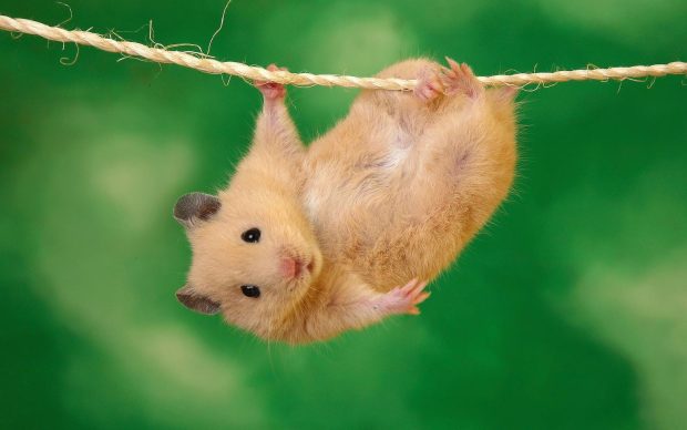 Hamster Cute Animal Backgrounds.