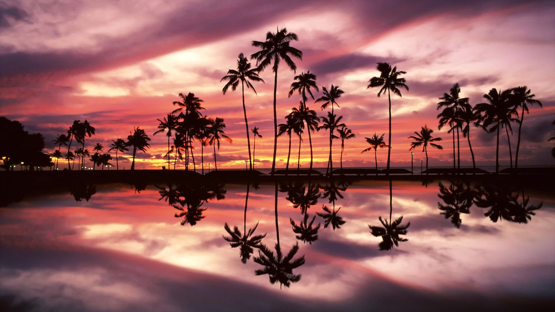 Hawaii background bonito colors nature outside palm trees portrait  summer HD phone wallpaper  Peakpx