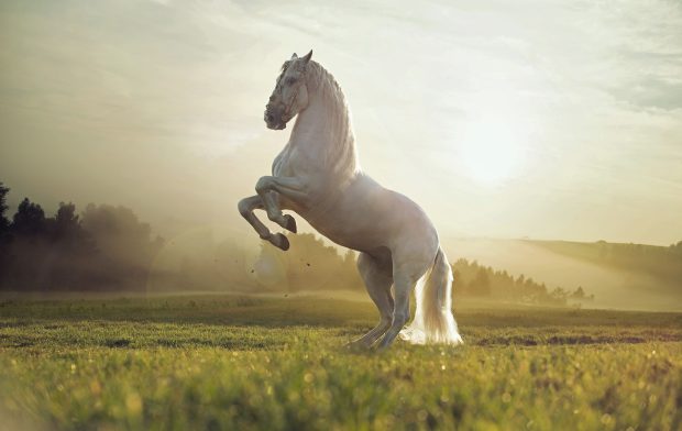 Horse Desktop Wallpaper.