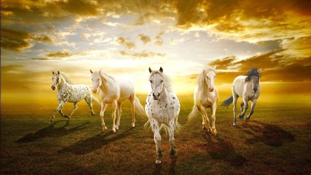 Horse HD Wallpaper.