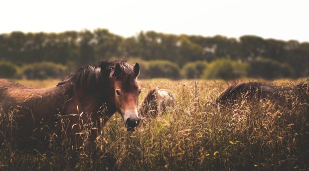 Horse HD Wallpaper Computer.