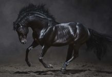 Horse Wallpaper Free Download.