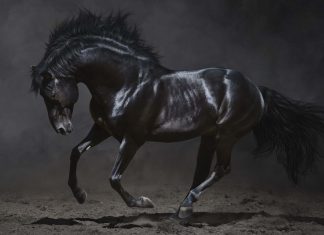 Horse Wallpaper Free Download.