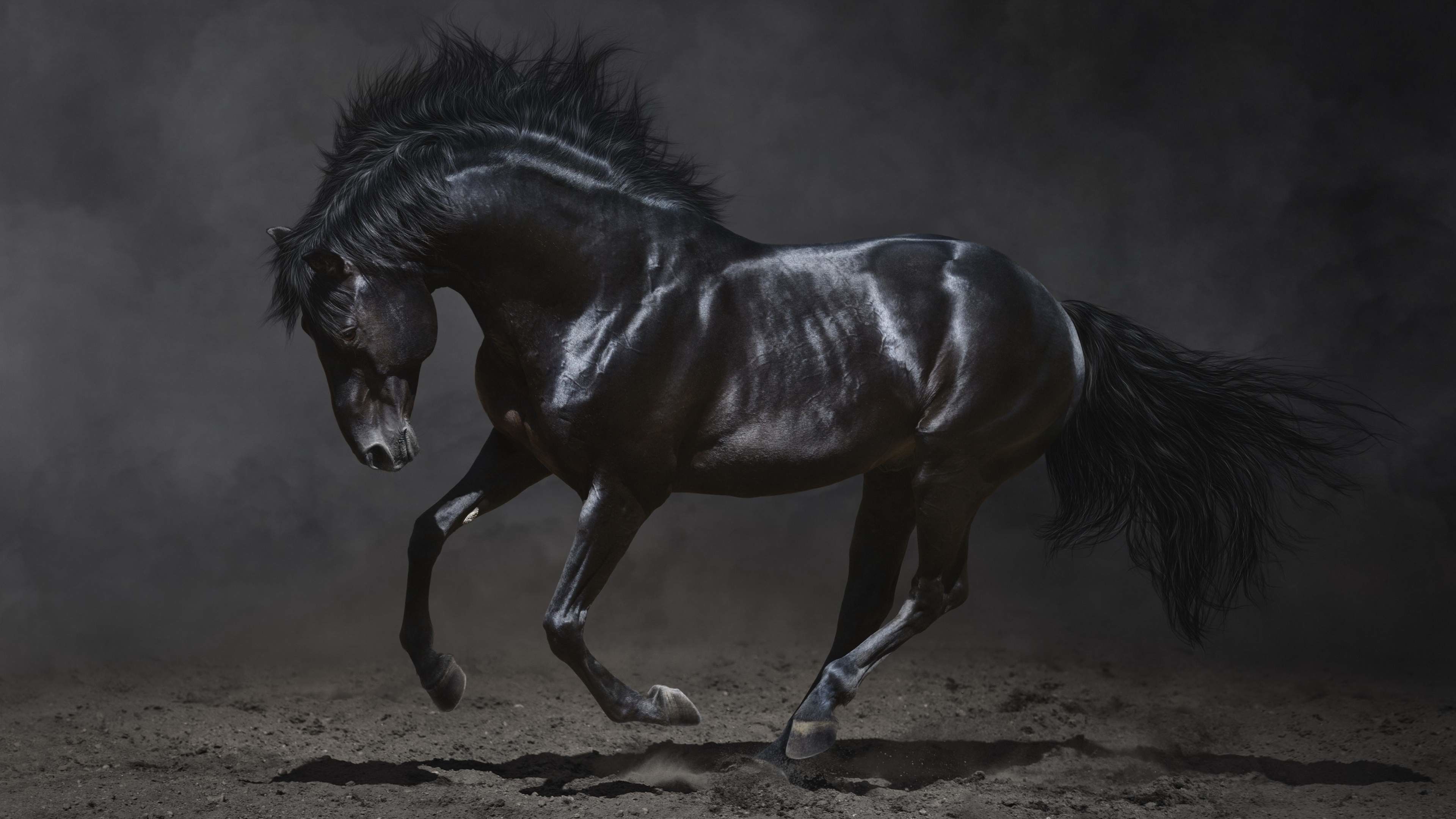 Horse Running Photo  HD Wallpapers