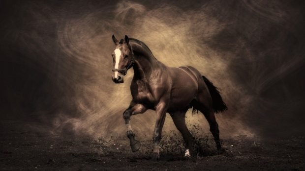 Horse Wallpaper HD Free download.