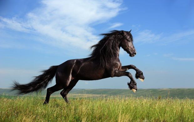 Horse Wide Screen Wallpaper.