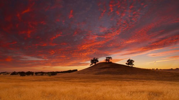 Hot 4K California Background.