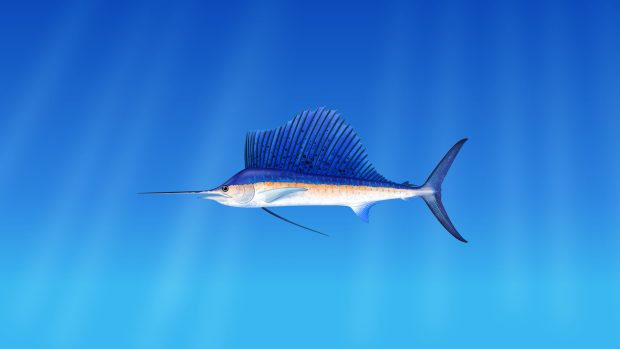 Hot 4K Fish Background.