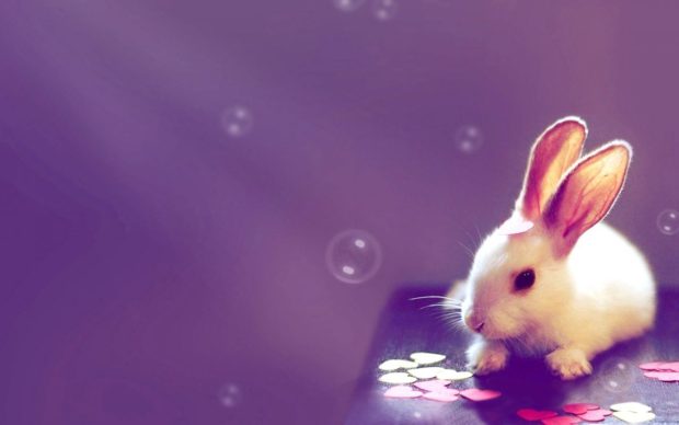 Hot Cute Bunny Background.