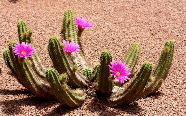Hot Cute Cactus Background.