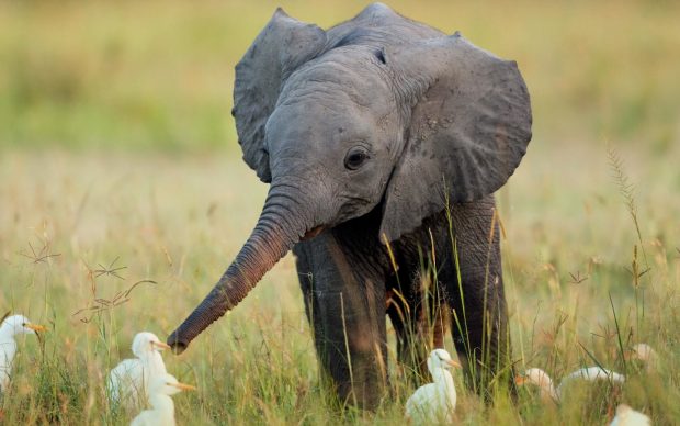 Hot Cute Elephant Wallpaper.