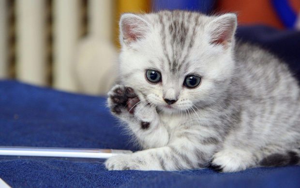Hot Cute Kitten Background.
