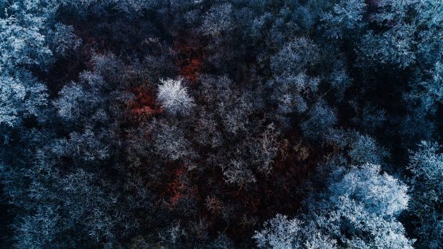 Hot Winter Forest 4K Wallpaper HD.