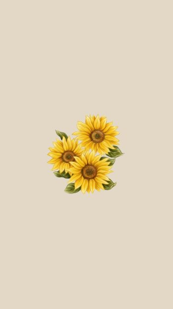 Hot iPhone Aesthetic Sunflower Background.